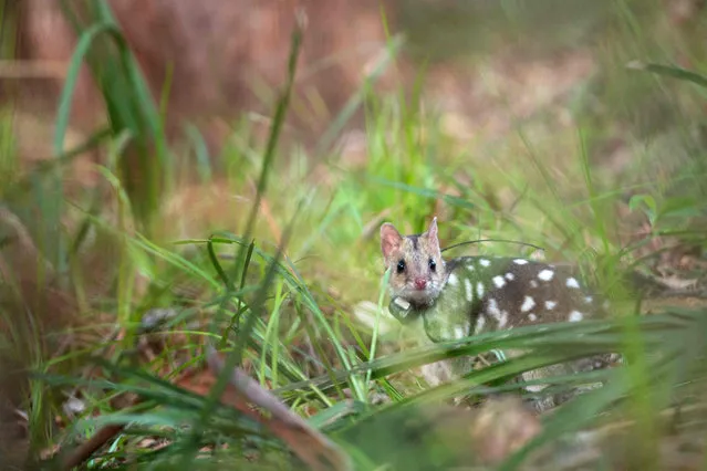 In this handout from WWF- Australia taken on March 13, 2018, an eastern quoll takes its first steps into the wild during a translocation in Jervis Bay in northern New South Wales. A species of quoll devastated by foxes has been returned to the wild in mainland Australia for the first time in almost 50 years in a rare conservation success story. (Photo by Morgan Cardiff/AFP Photo)