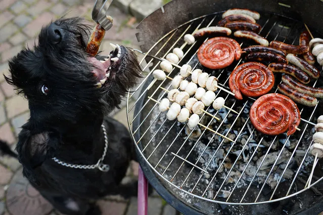 Dog “Chili” gets a grilled sausage during the first barbecue of this spring in Busbach, southern Germany, on April 14, 2013. Temperatures in parts of the country reached 20 degrees Celsius and even more. (Photo by David Ebener/AFP Photo)