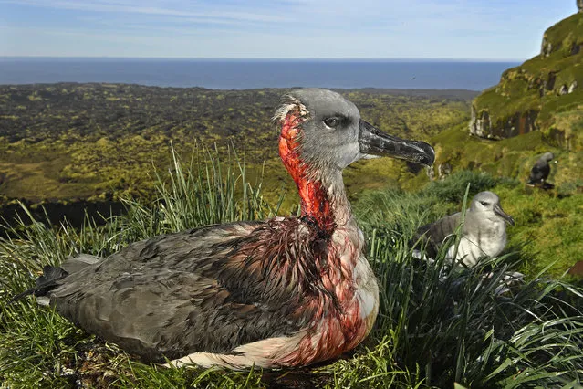 Attack of the zombie mouse: A juvenile gray-headed albatross on Marion Island, South African Antarctic Territory, is left injured after an attack by mice from an invasive species that has begun to feed on living albatross chicks and juveniles, May 1, 2017. Mice were introduced to the island by sealers in the 1800s and co-existed with the birds for almost 200 years. In 1991, South Africa eradicated feral cats from Marion Island, but a subsequent plan to do the same to the mouse population failed to materialize. An expanding population and declining food sources led the abnormally large mice to attack albatrosses and burrowing petrels. An environmental officer has now been appointed to monitor the mouse population and conduct large-scale poison bait trials. (Photo by Thomas P. Peschak/World Press Photo)