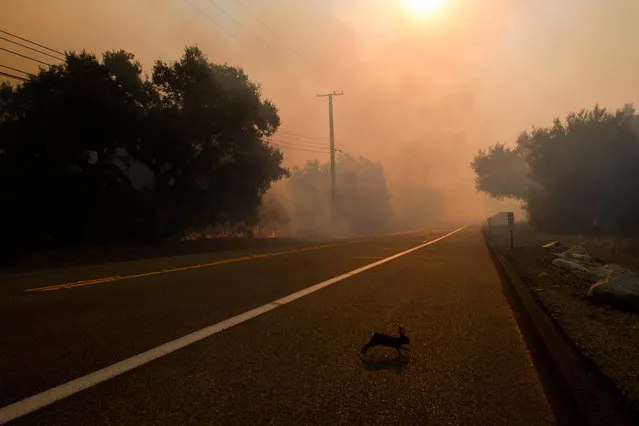 A rabbit crosses a road to escape smoke and flame as firefighters work to contain the Bond Fire near Lake Forest, California, December 3, 2020. (Photo by Patrick T. Fallon/AFP Photo)