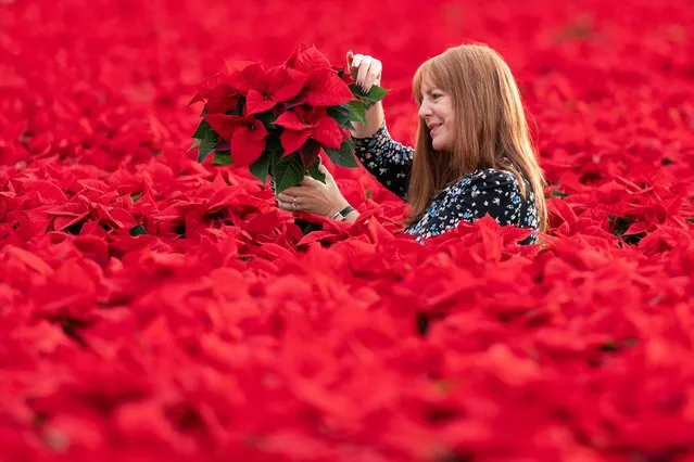 Lisa Lindfield inspects the crop of Poinsettias at Bridge Farm Group in Spalding, Lincolnshire on Tuesday, November 8, 2022, ahead of the Christmas period. One of the UK's largest growers of poinsettias has continued to produce more than one million of the popular Christmas houseplants this year despite the energy price crisis. Bridge Farm Group supply supermarket chain Tesco, who have said that UK growers are taking over from the Dutch as the main suppliers of poinsettias. (Photo by Joe Giddens/PA Images via Getty Images)