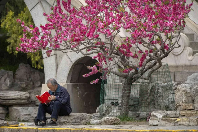 A man reads a book as he sits beneath a blossoming tree at a public park in Beijing, Wednesday, April 12, 2023. (Photo by Mark Schiefelbein/AP Photo)