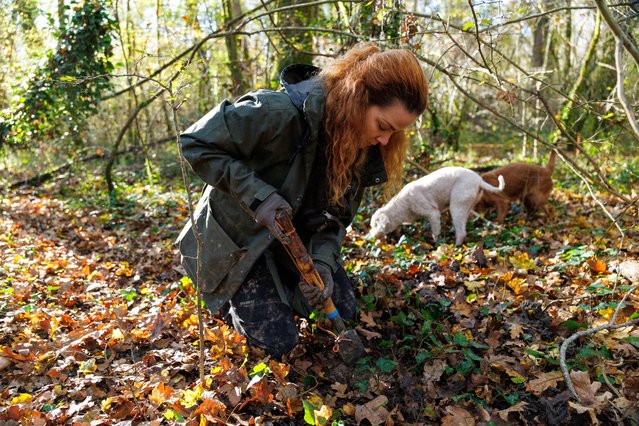 Ivana Karlic Ban digs for truffles in the woods near Buzet, Croatia, on November 11, 2025. (Photo by Antonio Bronic/Reuters)