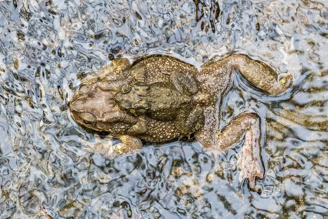 An Asian common toad in Hong Kong. (Photo by Earnest Tse/Alamy Stock Photo)