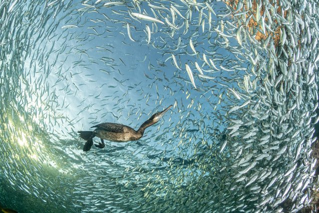 Entitled Feasting at Sunset, this photo of a Brandt’s cormorant among pilchards was the winner of the Birds in the Environment category in the 2025 Bird Photographer of the Year competition. (Photo by Franco Banfi/The Guardian)