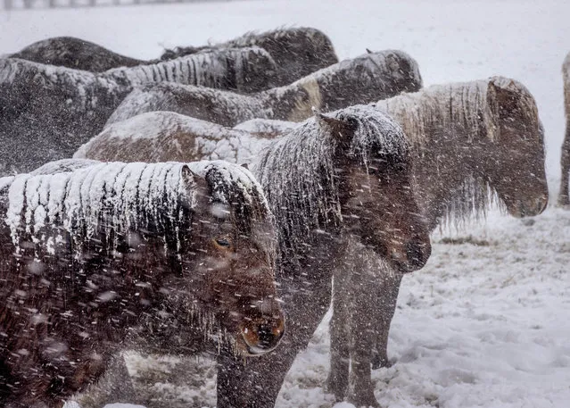 Icelandic horses brave a snow storm at a stud farm in Wehrheim near Frankfurt, Germany, Sunday, January 24, 2021. (Photo by Michael Probst/AP Photo)