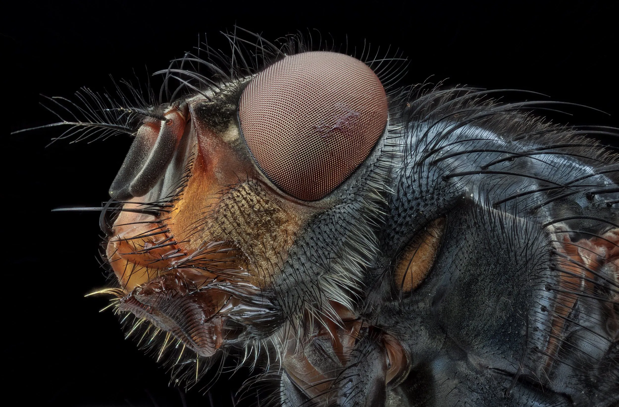 Бактерии на мухе. Муха под микроскопом. Муху под микроскопом. Головы насекомых под микроскопом. Мех под микроскопом.
