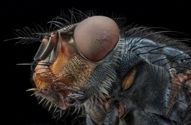 We will never look at a fly the same way again. (Photo by Javier Ruperez/Solent News & Photo Agency)