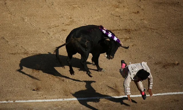 A matador's assistant is tackled by a bull during a bullfight at Peru's historic Plaza de Acho bullring in Lima, November 13, 2016. (Photo by Guadalupe Pardo/Reuters)