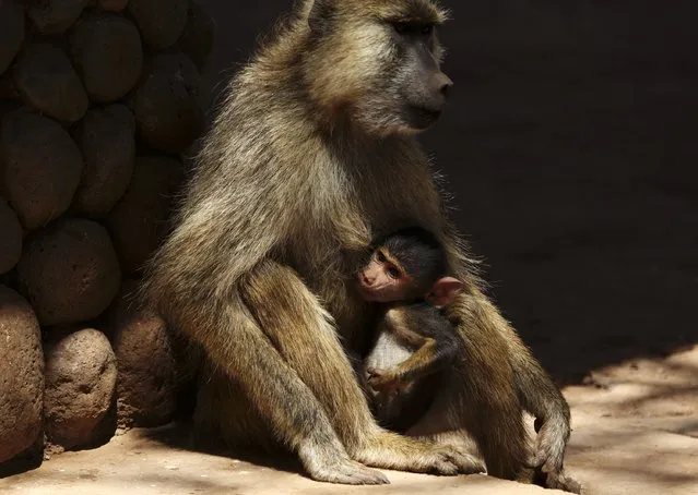 A female olive baboon holds her baby in Amboseli National Park January 26, 2015. (Photo by Goran Tomasevic/Reuters)