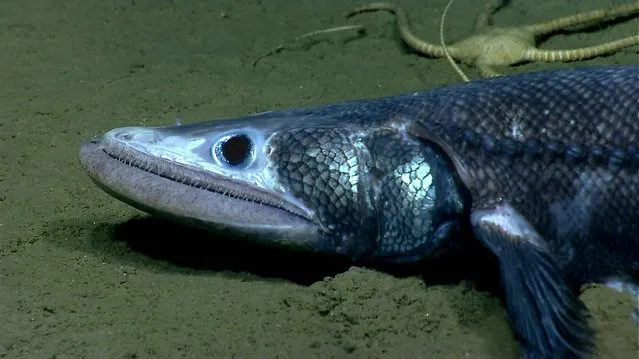 One of the stranger looking animals researchers saw in Veatch Canyon, a bathysaurus. These fish use their lower jaw to scoop in the sand. (Photo by National Oceanic and Atmospheric Administration)