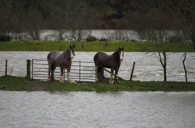 Horses stand in a flooded field beside the River Tay near Ballinluig, Scotland December 30, 2015. Torrential rain and gale force winds battered northern Britain on Wednesday cutting power to thousands of homes and forcing some to evacuate flooded streets in the third major storm in a month. (Photo by Russell Cheyne/Reuters)