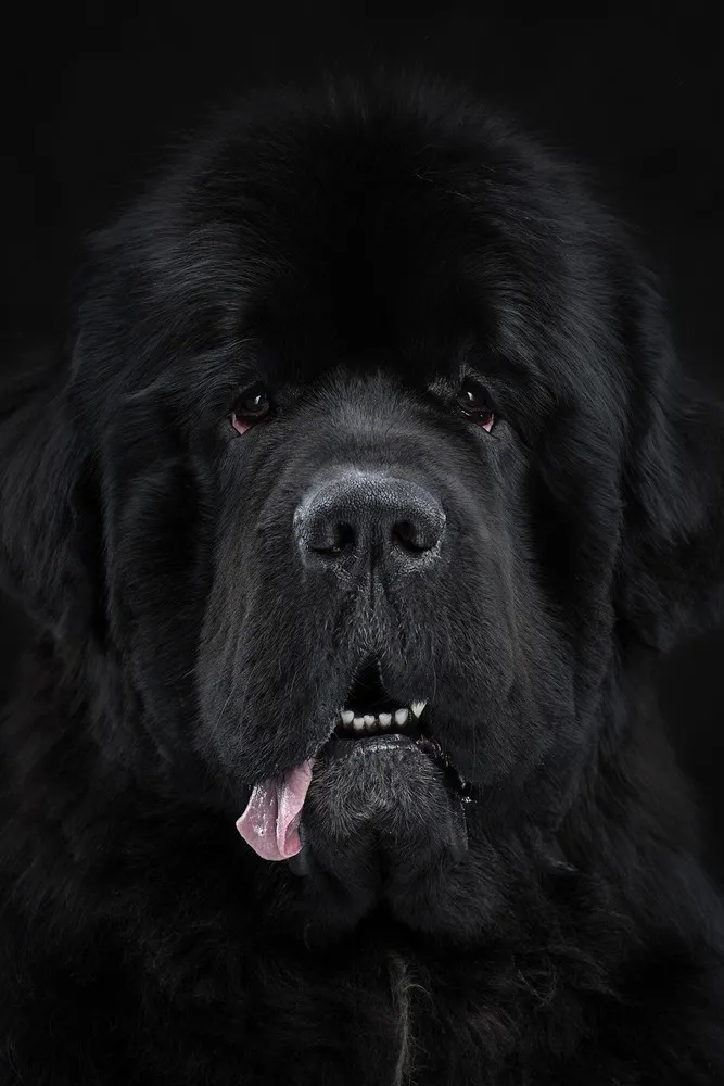 Dog Personality Portraits