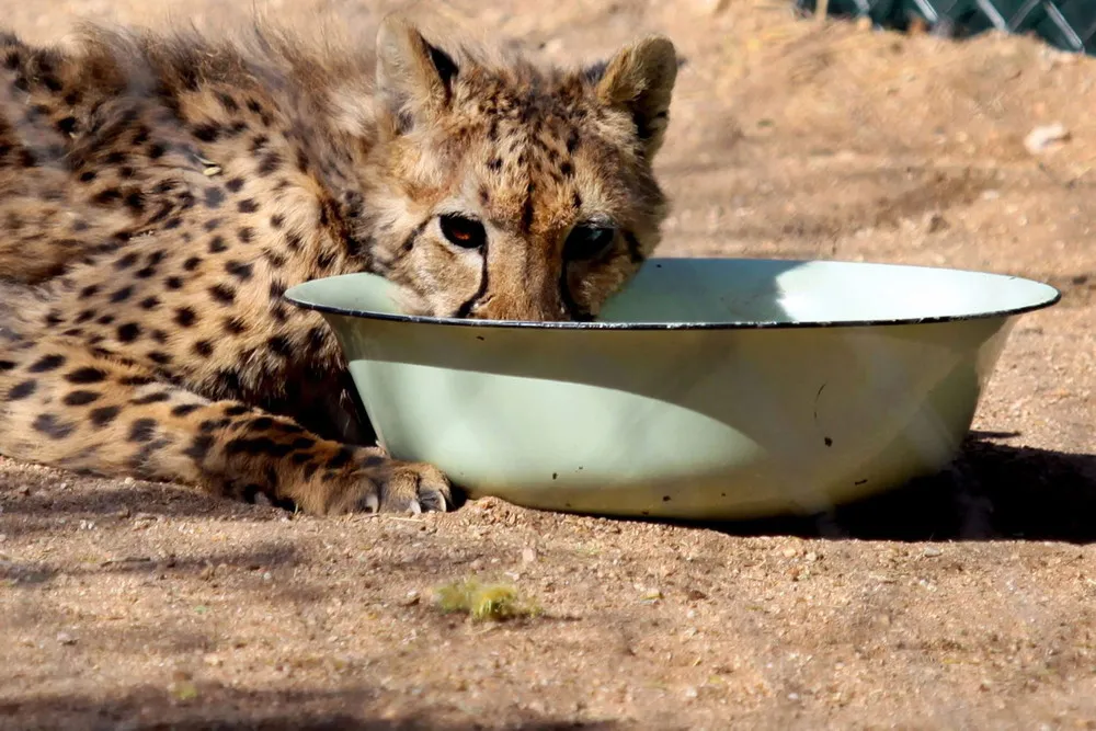 Dogs Ease Namibia's Cheetah-farmer Conflicts