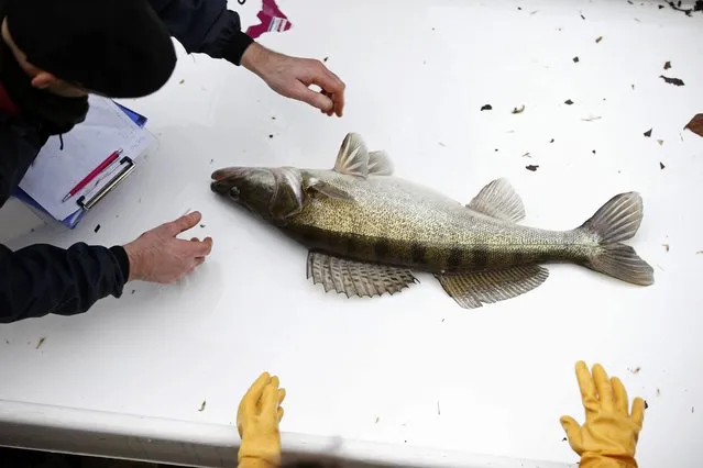 Workers check a pike perch caught during the draining of the Canal Saint-Martin in Paris, France, January 5, 2016. (Photo by Charles Platiau/Reuters)