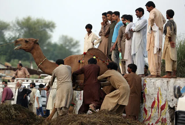 People struggle to load a camel they bought for the upcoming Muslim festival Eid al-Adha in a truck, in Islamabad, Pakistan, Monday, August 20, 2018. Eid al-Adha, or Feast of Sacrifice, is the most important Islamic holiday and marks the willingness of the Prophet Ibrahim (Abraham to Christians and Jews) to sacrifice his son. (Photo by B.K. Bangash/AP Photo)