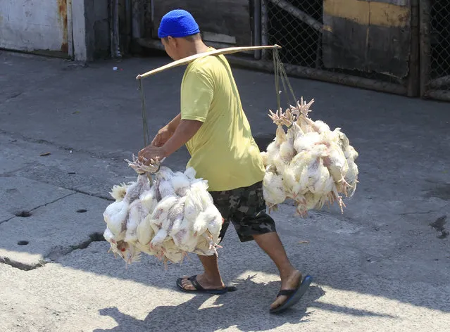 A street vendor carries chickens on the street in order to sell them in Manila, Philippines, January 14, 2016. (Photo by Romeo Ranoco/Reuters)