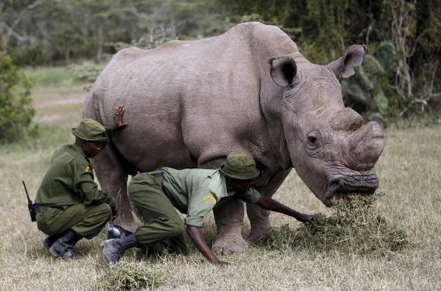 Wardens assist the last surviving male northern white rhino named 'Sudan' as it grazes at the Ol Pejeta Conservancy in Laikipia national park, Kenya June 14, 2015. (Photo by Thomas Mukoya/Reuters)
