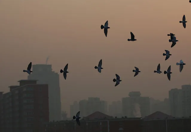 Pigeons fly in heavy smog during a polluted day in Beijing, China, December 19, 2016. (Photo by Reuters/Stringer)
