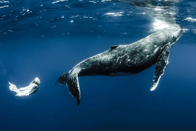 “The shoot was held in order to raise awareness for the plight of the whales against whaling teams”. (Photo by Shawn Heinrichs/Barcroft Media)