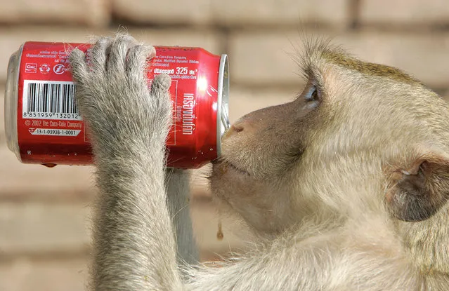 A monkey drinks softdrink during an annual monkey buffet festival at an ancient temple in Lopburi province in northen Thailand, 27 November 2005. (Photo by Saeed Khan/AFP Photo)