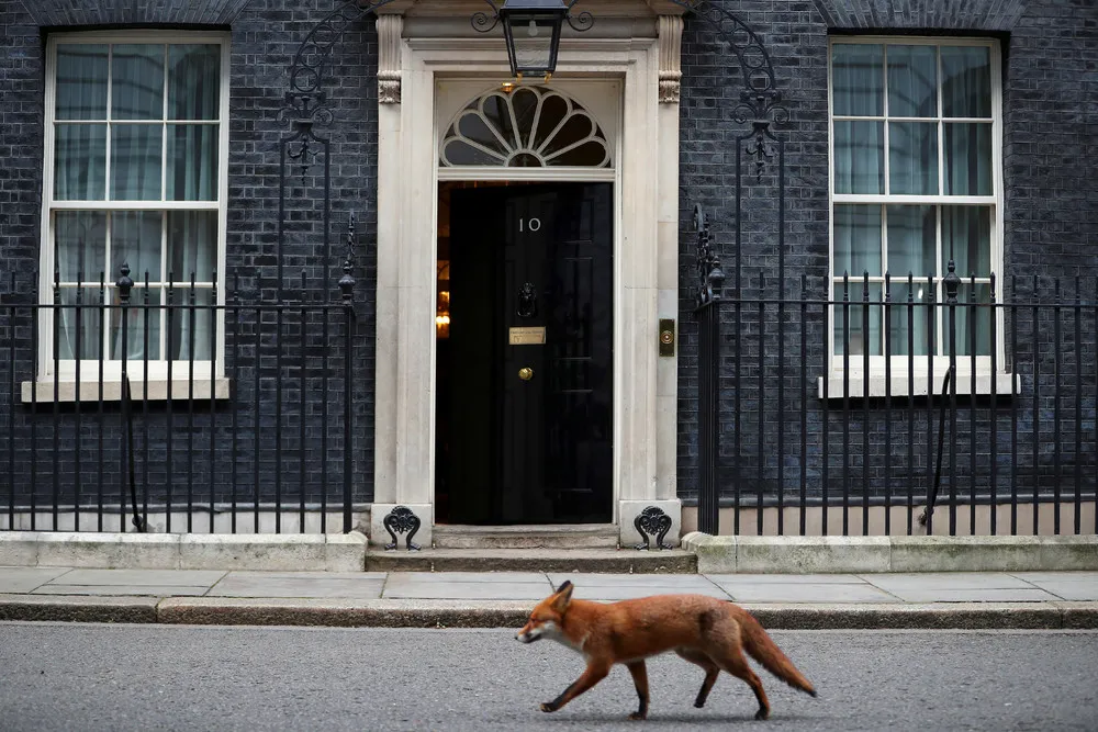 Reuters Pictures of the Year 2018: Animals