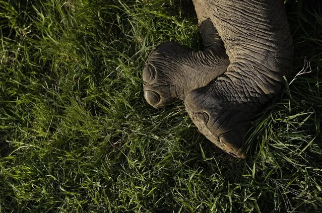 A tranquilized elephant lies on the ground during an operation to attach a GPS tracking collar in Mikumi National Park, Tanzania on Wednesday, March 21, 2018. The battle to save Africa's elephants appears to be gaining momentum in Mikumi, where killings are declining and some populations are starting to grow again. (Photo by Ben Curtis/AP Photo)