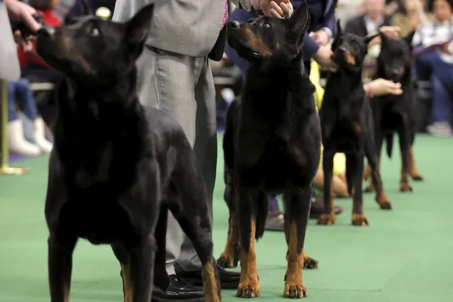 Beaucerons stand in the ring with their handlers during judging at the 2016 Westminster Kennel Club Dog Show in the Manhattan borough of New York City, February 15, 2016. (Photo by Mike Segar/Reuters)
