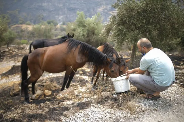 A man gives water to wilde horses in Akcayaka village in Milas area of the Mugla province, Turkey, Friday August 6, 2021. Thousands of people fled wildfires burning out of control in Greece and Turkey on Friday, as a protracted heat wave turned forests into tinderboxes that threatened populated areas, electricity installations and historic sites. (Photo by Emre Tazegul/AP Photo)