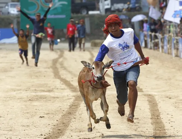 A Thai villager runs with a bullock during a catching a bullock competition as part of the annual bullock cart racing festival in Phetchaburi province, Thailand, 21 February 2016. The annual bullock cart race festival held to celebrate the end of the harvest season. (Photo by Rungroj Yongrit/EPA)