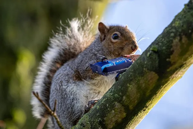 Squirrel with a chocolate bar. Squirrels have been caught out stealing wafer chocolate bars and littering everywhere on a housing estate in Ellesmere Port, Cheshire, UK on December 10, 2023. (Photo by William Lailey/South West News Service)