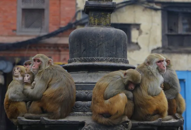 Monkeys huddle to keep warm at the Swayambhunath Stupa in Kathmandu, Nepal, Monday, January 7, 2019. (Photo by Niranjan Shrestha/AP Photo)
