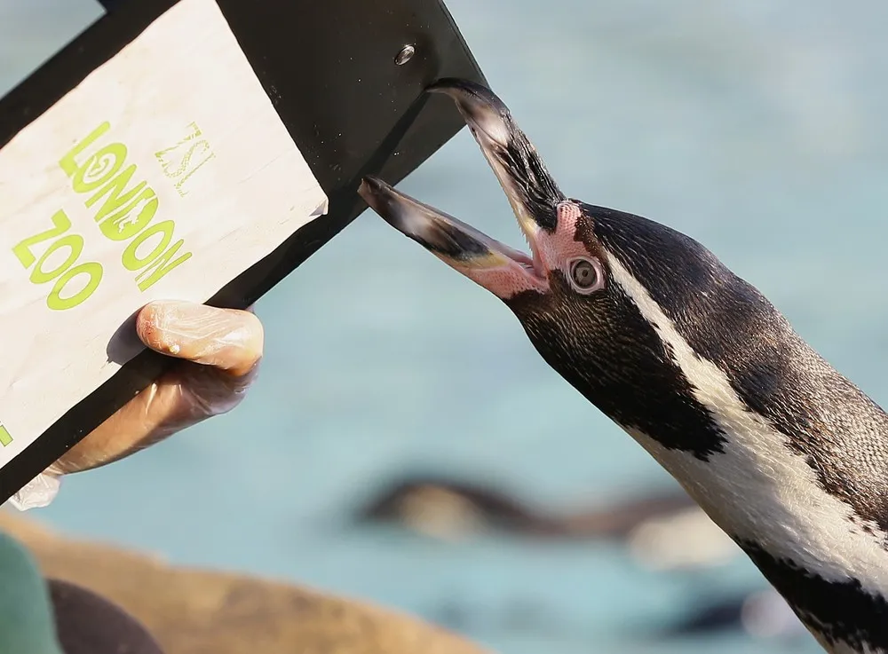 London and Chester Zoo’s Annual Animal Stock Take