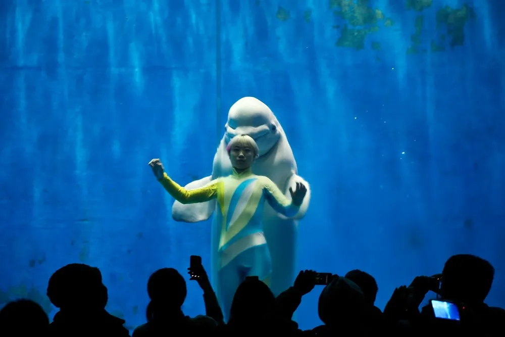 White Whales Perform in China