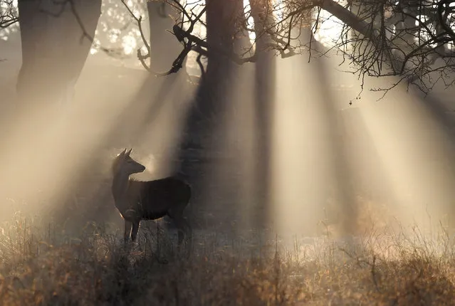 A deer is seen in the early morning light at Richmond Park in west London, Britain, February 15, 2019. (Photo by Toby Melville/Reuters)