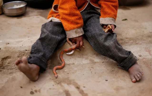 A daughter of a snake charmer holds snakes as she eats her breakfast in Jogi Dera (snake charmers settlement), in the village of Baghpur, in the central state of Uttar Pradesh, India November 11, 2016. (Photo by Adnan Abidi/Reuters)