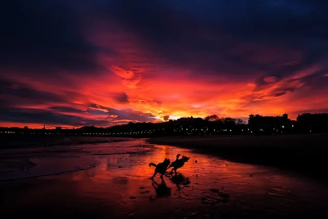 Two dogs play as the sun rises over the beach of Ondarreta in San Sebastian, Spain on December 18, 2018. (Photo by Javier Etxezarreta/EPA/EFE/Rex Features/Shutterstock)