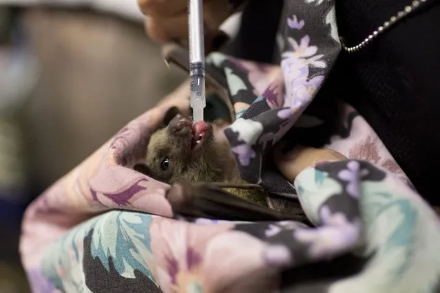 Nora Lifschitz treats a wounded Egyptian fruit bat in her apartment in Tel Aviv, Israel, 29 February 2016. Nora Lifschitz, 28, an animal rights activist who independently hospitalizes Egyptian fruit bats in her apartment, has treated and released almost 70 bats back into nature. (Photo by Abir Sultan/EPA)