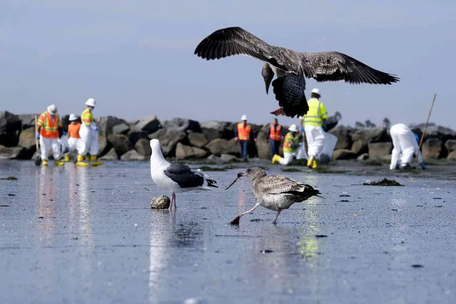 Birds are seen as workers in protective suits clean the contaminated beach after an oil spill in Newport Beach, Calif., on Wednesday, October 6, 2021. A major oil spill off the coast of Southern California fouled popular beaches and killed wildlife while crews scrambled Sunday, to contain the crude before it spread further into protected wetlands. (Photo by Ringo H.W. Chiu/AP Photo)