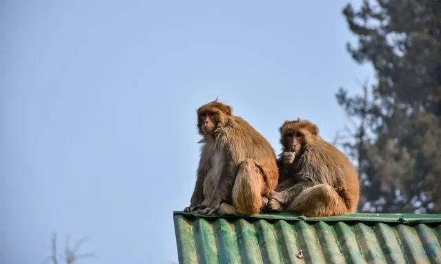 Monkeys are seen on the roof top of the residential building during a sunny winter day in Gulmarg, about 55kms from Srinagar, the summer capital of Jammu and Kashmir on January 24, 2024. (Photo by Saqib Majeed/SOPA Images/Rex Features/Shutterstock)