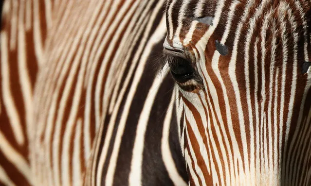 An endangered female Grevy's zebra foal named Izara, born in Singapore on September 30, 2021 walks in the exhibit at the Singapore Zoo on October 26, 2021 in Singapore. (Photo by Suhaimi Abdullah/NurPhoto/Rex Features/Shutterstock)