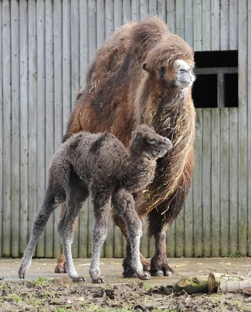 Abi, a two humped Bactrian camel with her one week old calf who is yet to be named in their enclosure at Flamingo Land Zoo, Pickering, North Yorkshire, on ebruary 21, 2014. The Bactrian camels originate from the Gobi desert and are critically endangered in the wild with their population being less than 1000. The female calf was born on February 13th and lives in the camel house at the zoo with her parents Abi and Baxter. (Photo by Anna Gowthorpe/PA Wire)