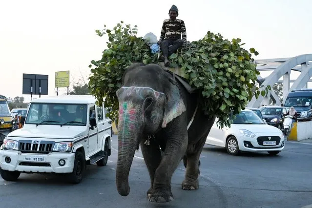 A mahout carrying leaves rides an elephant along a street in Amritsar on February 27, 2024. (Photo by Narinder Nanu/AFP Photo)