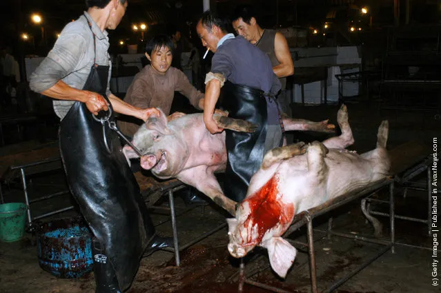 Chinese butchers slaughter a pig