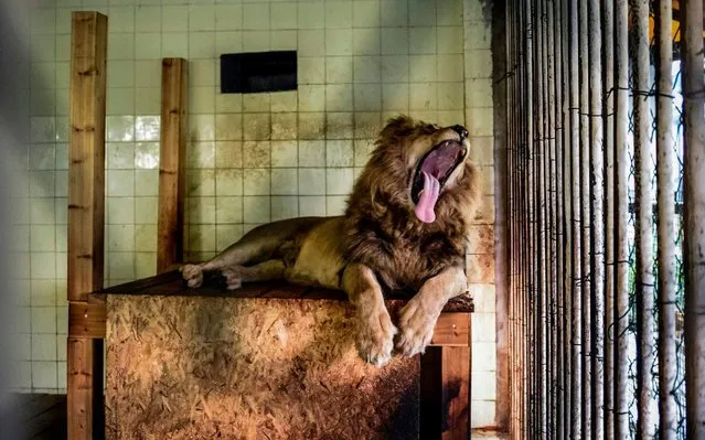Ten years old lion Boby roars in a cage of Tirana's zoo on May 7, 2019 before its transfer along with two other lions to the Felida Big Cat Center in Netherlands by animal welfare association Four Paws. The three lions, rescued by Four Paws last October from a zoo where they were kept in deplorable conditions and provisionally welcomed in Tirana, were transported to the Netherlands where they will be placed in an establishment imitating their natural habitat. (Photo by Gent Shkullaku/AFP Photo)