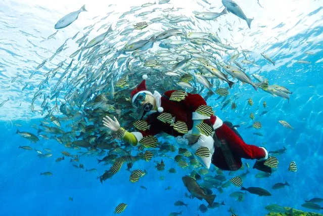 A diver wearing a Santa Claus costume swims in a large fish tank during an underwater performance for the Christmas celebration, amid the coronavirus disease (COVID-19) pandemic, at Hakkeijima Sea Paradise in Yokohama, south of Tokyo, Japan on December 10, 2021. (Photo by Issei Kato/Reuters)