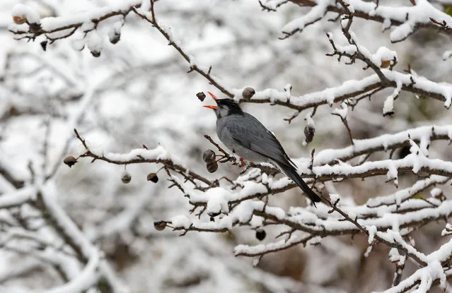 A Black Bulbul opens its beak to catch a piece of wild pear as it sits on a snow covered tree in Dharmsala, India, Monday, December 28, 2020. Black Bulbul are often seen in small groups, either roosting or flying about in search of food. (Photo by Ashwini Bhatia/AP Photo)