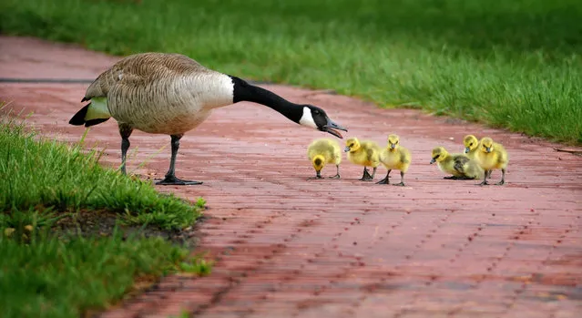 A goose tends to its chicks as they cross a sidewalk near a pond in Salina, Kan., Wednesday, April 20, 2016. (Photo by Tom Dorsey/Salina Journal via AP Photo)