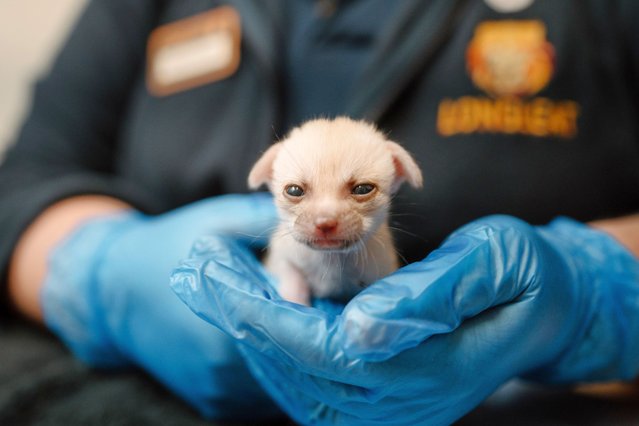 These small bundles of fluff may look like kittens but they are the first fennec fox kits to thrive at a British safari park. The babies, who weighed just 1.5ozs 46 each at birth, are being hand-reared by keepers at Longleat in Wiltshire, May 2024. The two kits have not yet been named as their gender is unknown. (Photo by IanTurner/Longleat/Bournemouth News)