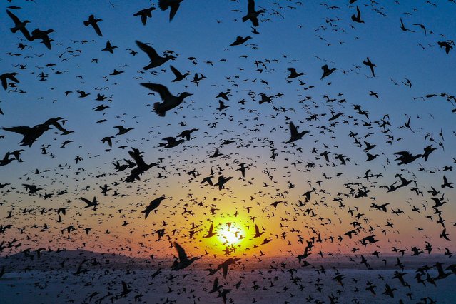This photo taken on March 13, 2024 shows migrant birds flying over a reservoir in Shenyang, in northeastern China's Liaoning province. (Photo by AFP Photo/China Stringer Network)